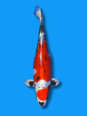Beni Kikokuryu | Koi&Co.
